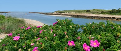 Cape Cod July Guide