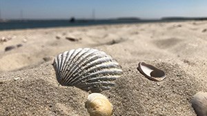 Seashells of Cape Cod