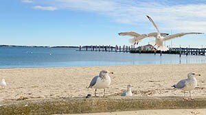 A Winter Day Trip in Barnstable