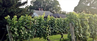 Cape Cod Wineries