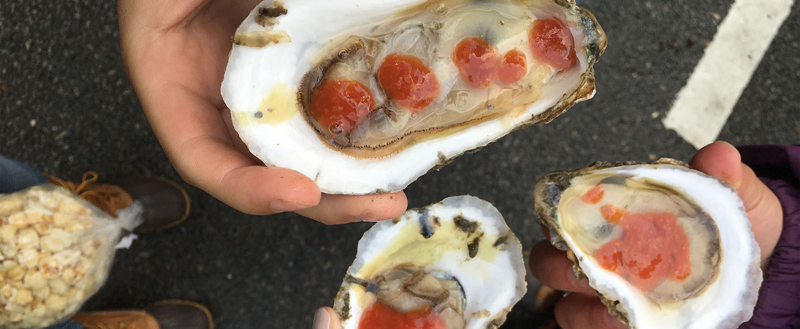 Annual Wellfleet Oyster Festival including a shucking contest and local vendors selling homemade chocolate, jewelry, art, and more