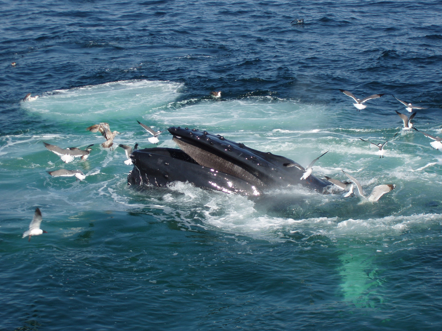 Whales  Cape Cod, Nantucket, Martha's Vineyard