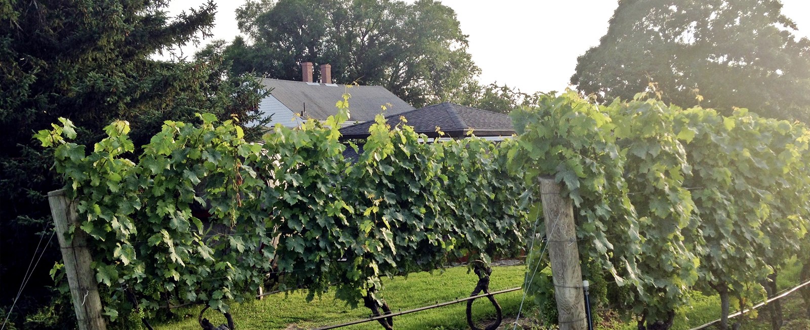 Sit back, relax, and enjoy a glass wine crafted locally, right here on Cape Cod.