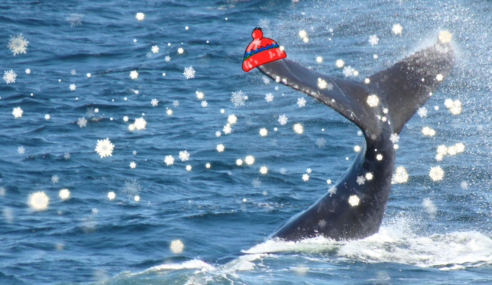 WhaleHelloThere, we invite you to enter our Winter Whale contest for a chance to win $100 towards a Cape Cod or Islands vacation house or a great local meal. Each Wednesday we will post clues as to where on our website to find our Winter Whale. Read more about contest.