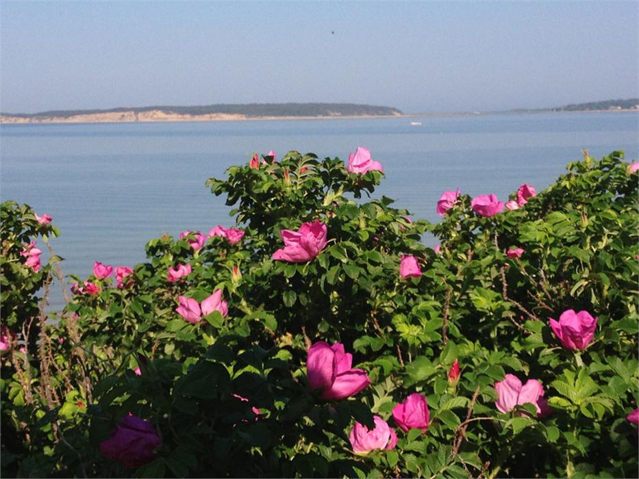 Rosa rugosa flowers overlooking the view of Wellfleet Harbor