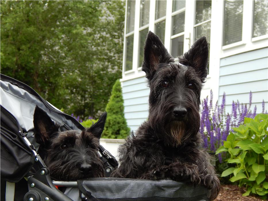 Sissy and Caieigh, our Scottish Terriers, were quite taken in by the lovely home and yard. They couldn't wait to get out of their stroller and snoop around. 
