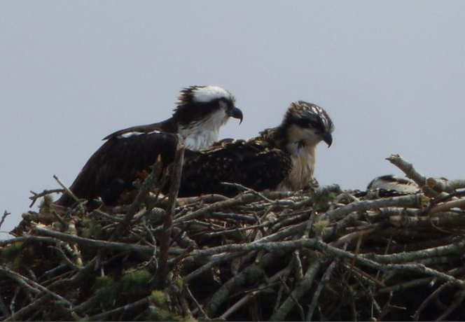 Our Osprey friends at Swifts beach. Mom feeding breakfast to the young'ns