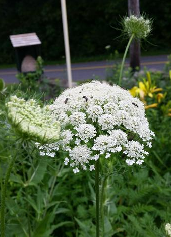Queen Anne's lace... 
