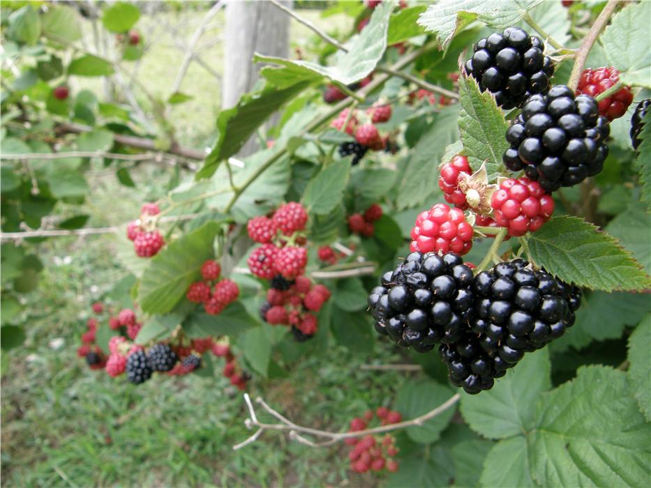 Yum, fresh berries in the back yard.