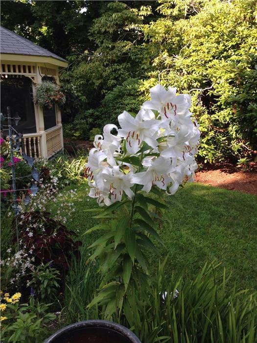 Fragrant lilies -- too fragrant.