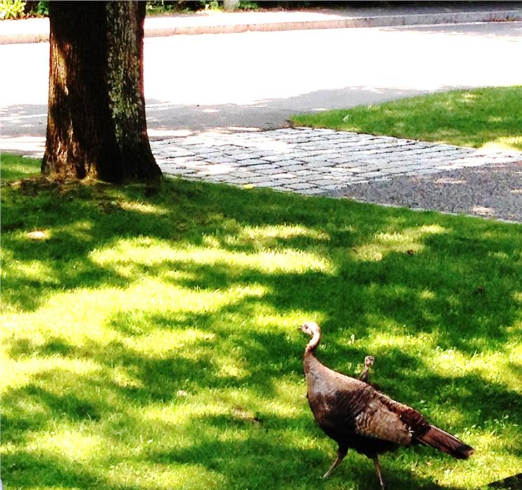 Turkey in the front yard.  See the curious chick she is protecting?