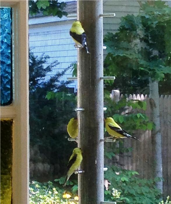 Goldfinches from the sun room.  The Niger seed disappears in about four days.