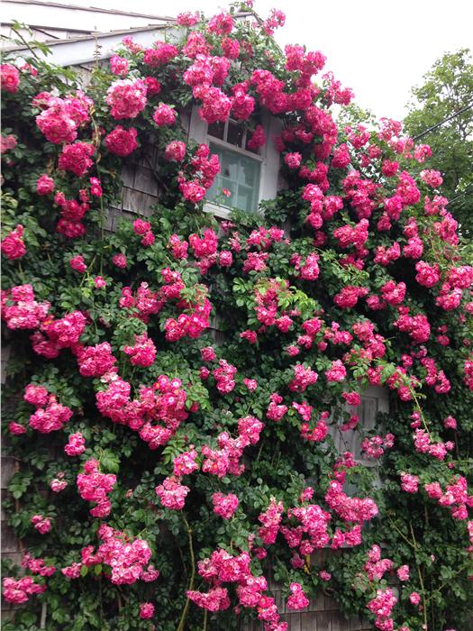 Sconset cortege-beautiful roses this year!