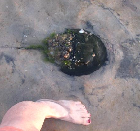 Check out the size of this horseshoe crab on Brewster's Breakwater beach!
