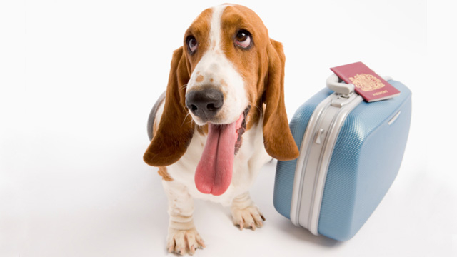 On WeNeedaVacation.com, there is a greater demand from vacationers for pet friendly homes than there is a supply of them. Thus, offering a pet friendly home definitely increases its marketability. If you are willing to accept pets, we have some options for you to consider.