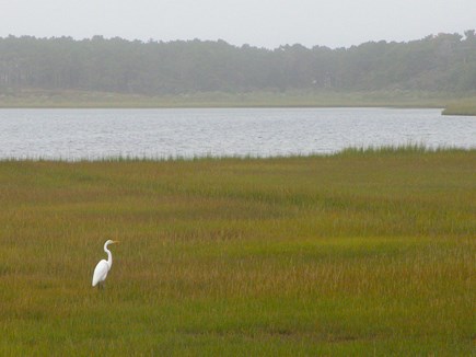 Chappaquiddick - Wasque Martha's Vineyard vacation rental - Egret on a misty morning in the nature reserve across the road.