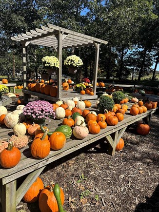 Edgartown, Oak Bluffs Martha's Vineyard vacation rental - Welcome Fall at Morning Glory Farm!