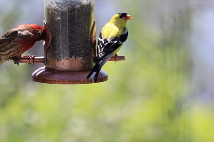 Oak Bluffs Martha's Vineyard vacation rental - Great birdwatching from the porch.