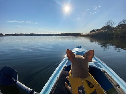 Oak Bluffs Martha's Vineyard vacation rental - Dogs love going for kayak rides on the pond.