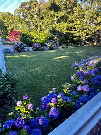 Oak Bluffs Martha's Vineyard vacation rental - The Peaceful View from the Screen Porch