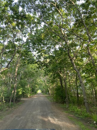 Katama-Edgartown Martha's Vineyard vacation rental - Our very private unpaved Lane, from Edgartown Bay Road to House