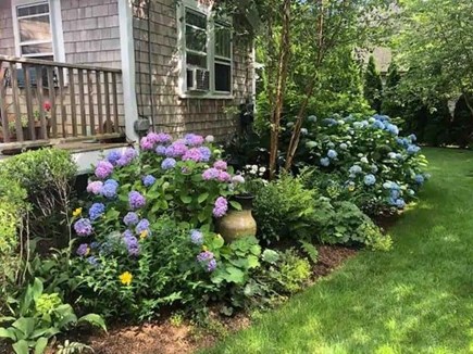 Oak Bluffs Martha's Vineyard vacation rental - Landscaping view