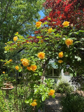 Oak Bluffs Martha's Vineyard vacation rental - Rose arbor before entry to guest house