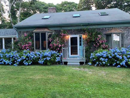 Oak Bluffs Martha's Vineyard vacation rental - Summer blooms!