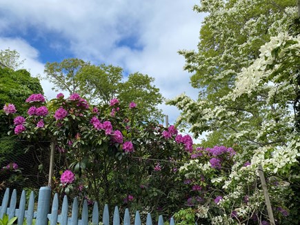 Oak Bluffs, East Chop Martha's Vineyard vacation rental - Garden