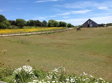 Edgartown Martha's Vineyard vacation rental - Farm across the way - great bike path into Edgartown. 1.2 miles