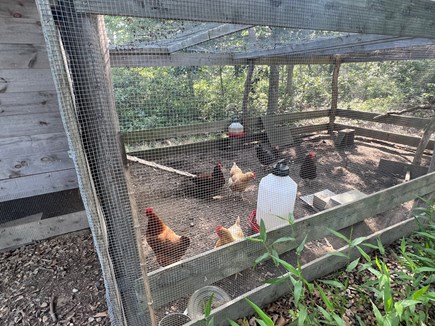 West Tisbury  Martha's Vineyard vacation rental - Fresh eggs from backyard flock of chickens