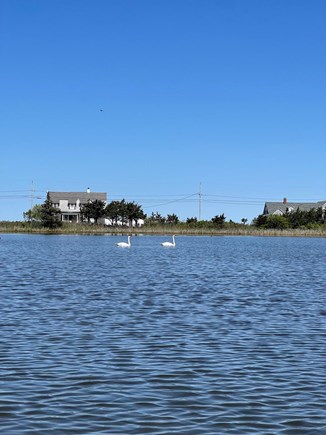 Oak Bluffs Martha's Vineyard vacation rental - Enjoy paddling boating on Crystal Lake.
