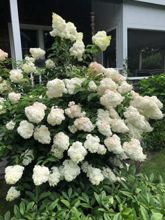 Edgartown Martha's Vineyard vacation rental - Beautiful flowers to look at from the guest house.