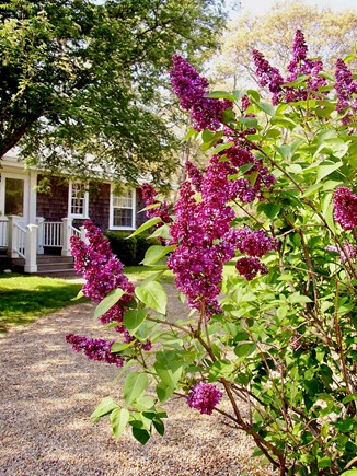 Vineyard Haven Martha's Vineyard vacation rental - The cottage is festooned with lilacs and other native plants