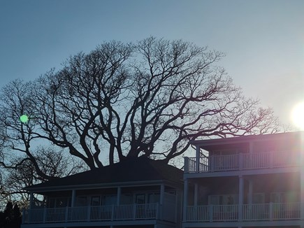 Edgartown Martha's Vineyard vacation rental - View of room and historic tree