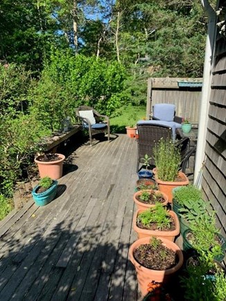 Vineyard Haven Martha's Vineyard vacation rental - Kitchen herbs