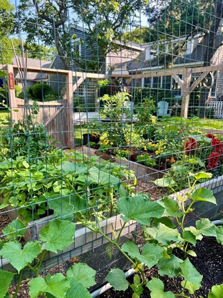 Edgartown  Martha's Vineyard vacation rental - Vegetable Gardens.