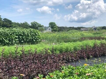 West Tisbury Martha's Vineyard vacation rental - Flower Field Looking back towards the House