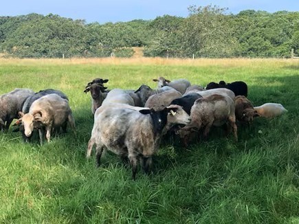 West Tisbury Martha's Vineyard vacation rental - Farm Friends