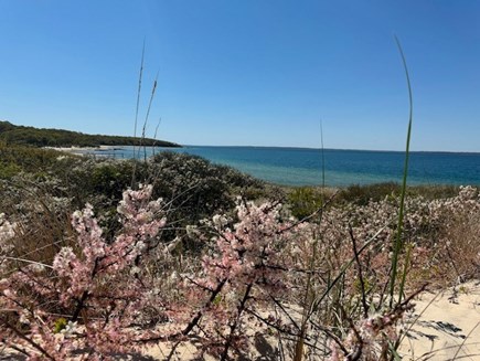 West Tisbury Martha's Vineyard vacation rental - Lambert&amp;#39;s Cove, nothing beats it.