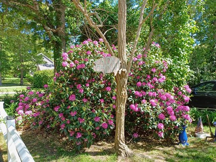 Oak Bluffs Martha's Vineyard vacation rental - Spring at Robree Farm