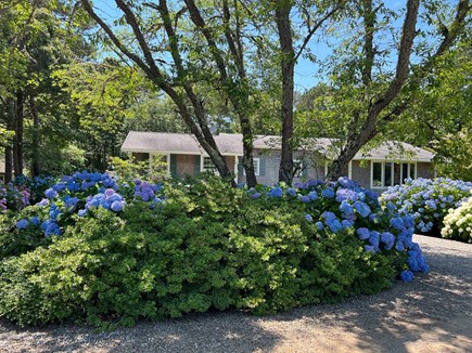 Edgartown Martha's Vineyard vacation rental - Front of House with blooming Hydrangeas