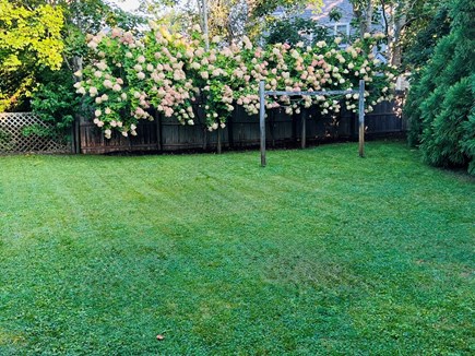 Edgartown, Guest House Martha's Vineyard vacation rental - Backyard with hydrangeas