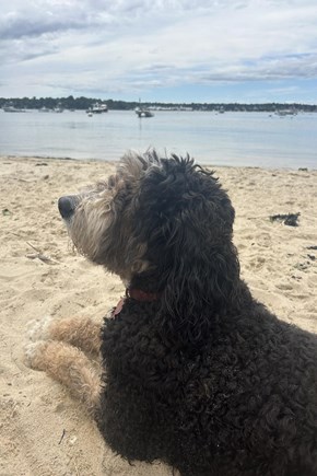Oak Bluffs Martha's Vineyard vacation rental - Pet friendly home.  Bring your furry friend on vacation with you!