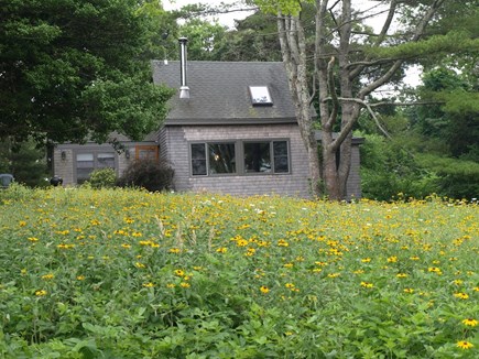 Vineyard Haven Martha's Vineyard vacation rental - Looking up to our cottage from the meadow