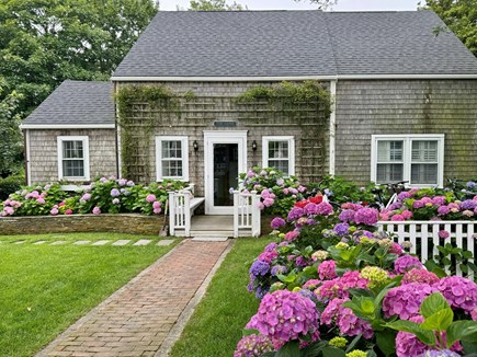 Nantucket town Nantucket vacation rental - Hydrangeas in July.