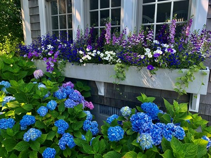 Siasconset Nantucket vacation rental - Lovely window boxes