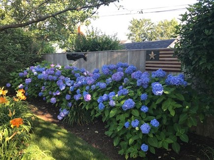 Nantucket town Nantucket vacation rental - Mature landscaping of hydrangeas, lilies, and roses of sharon
