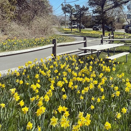 Mid-island Nantucket vacation rental - Daffodils in the spring