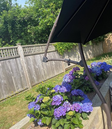 Mid-island Nantucket vacation rental - Our beautiful purple/blue hydrangeas/ our patio